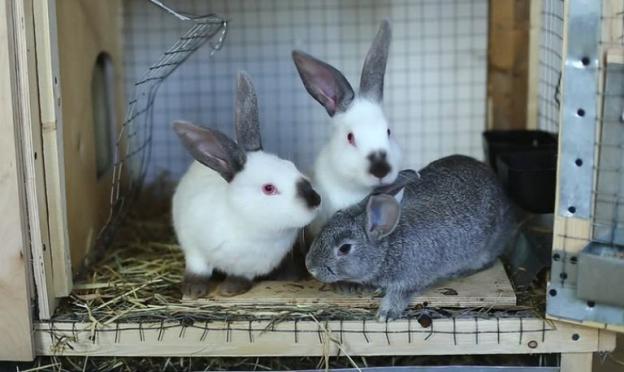 Вздутие живота у кроликов: причины, лечение и профилактика Когда гладишь кролика он скрипит зубами